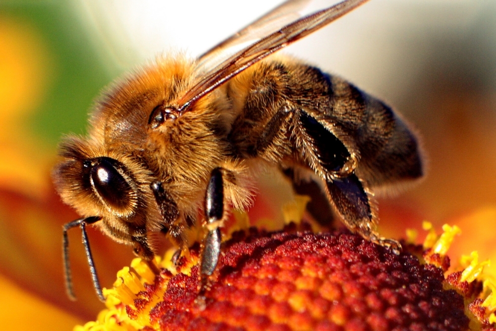 Honeybees