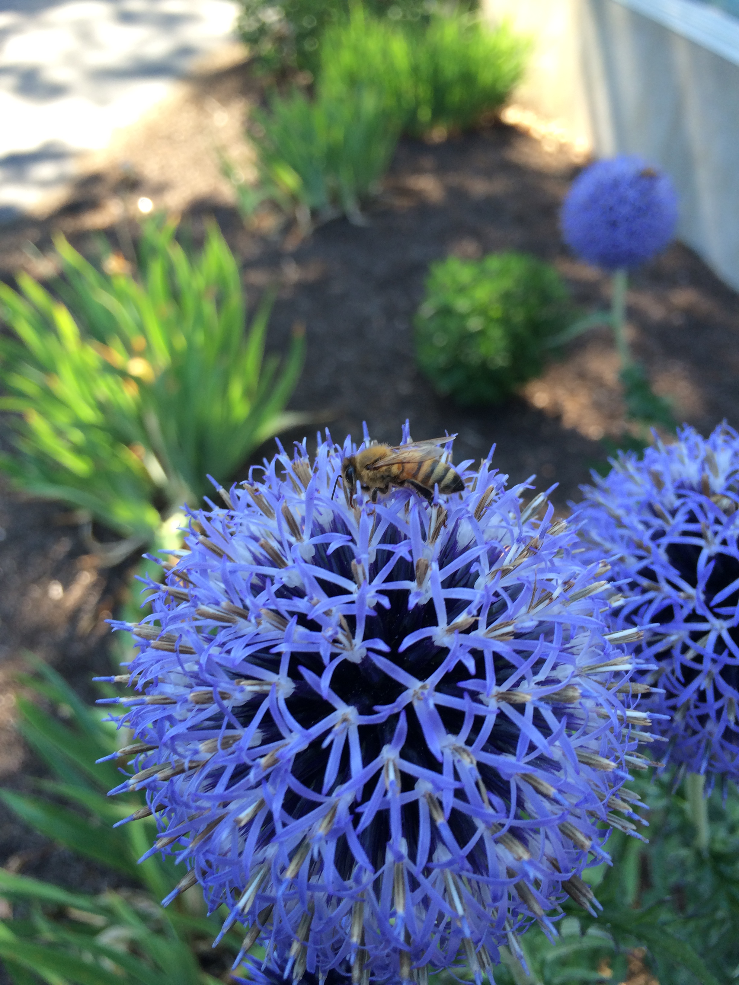 Honeybee