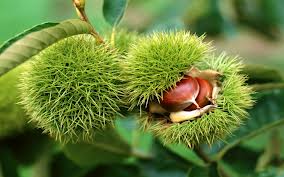 chestnuts