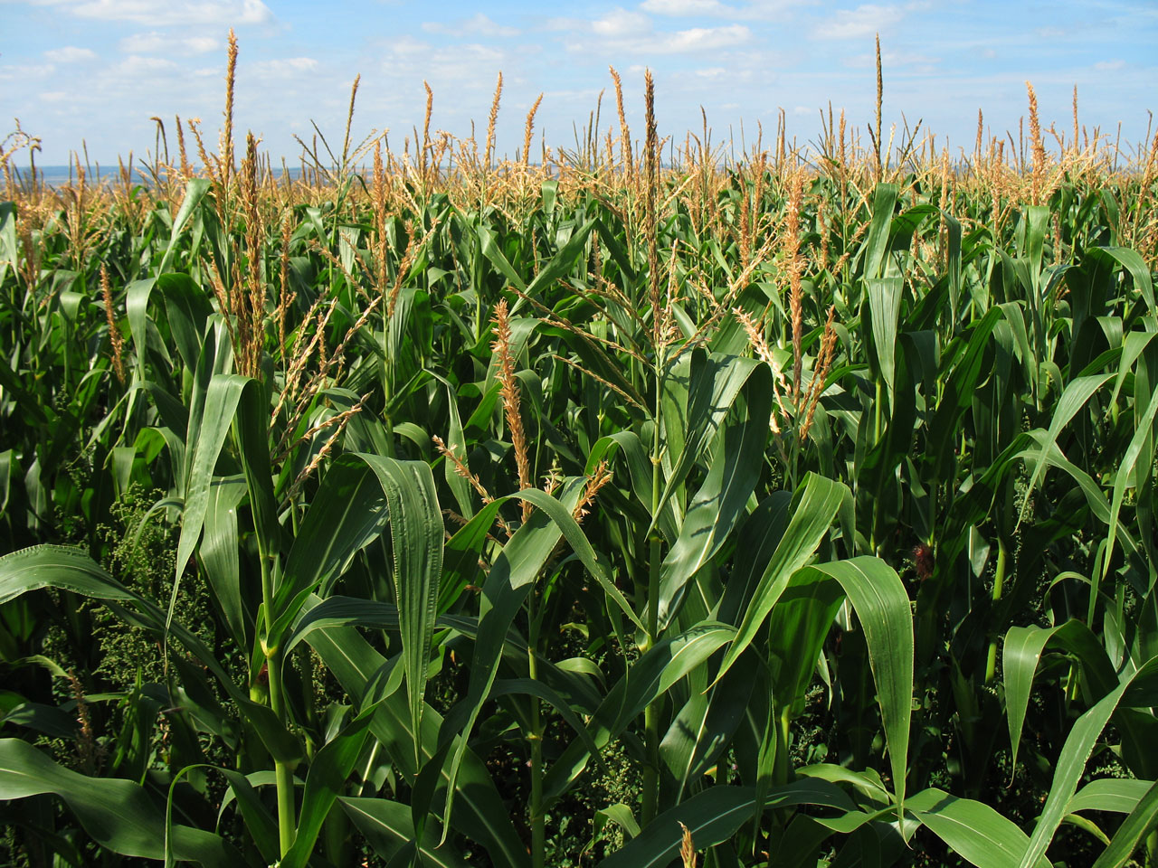 corn field