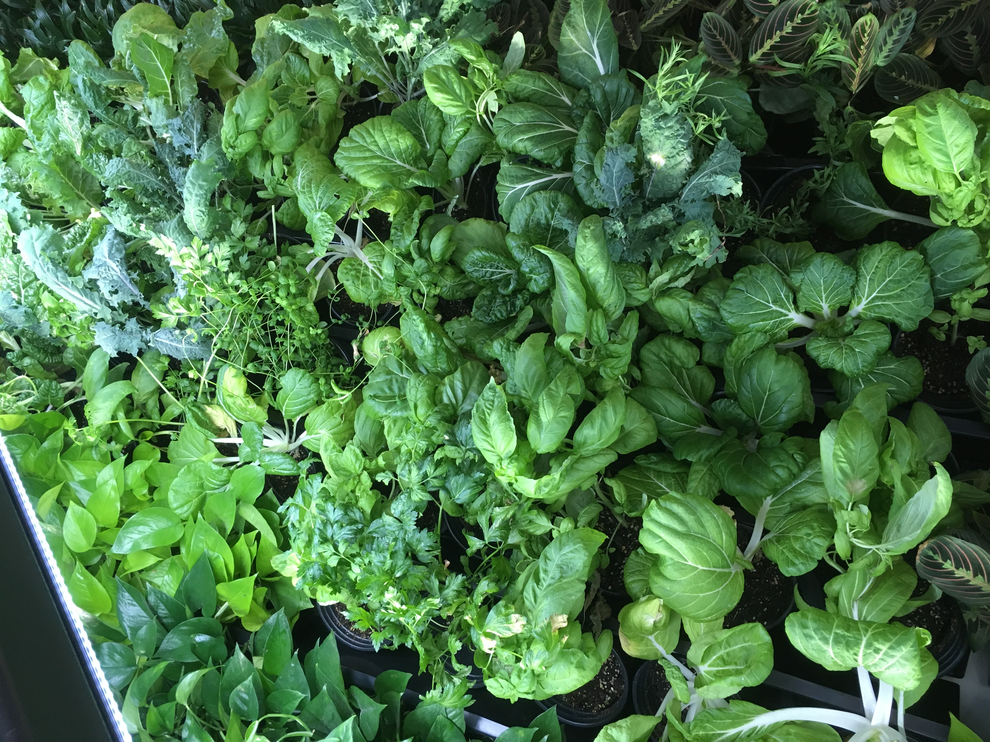 Salad greens