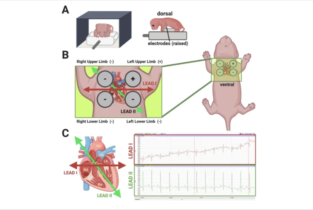 An illustration depicting the ECG reading of a mouse pup.