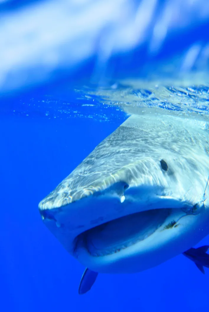 a tiger shark