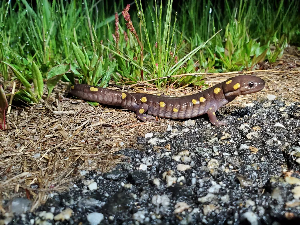 Spotted salamander