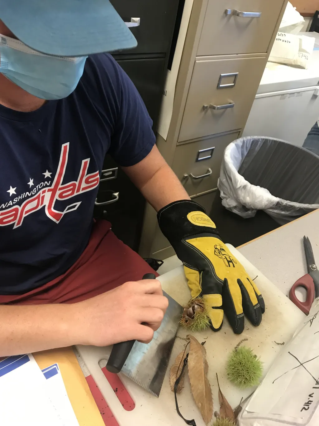 Student opens chestnut burr