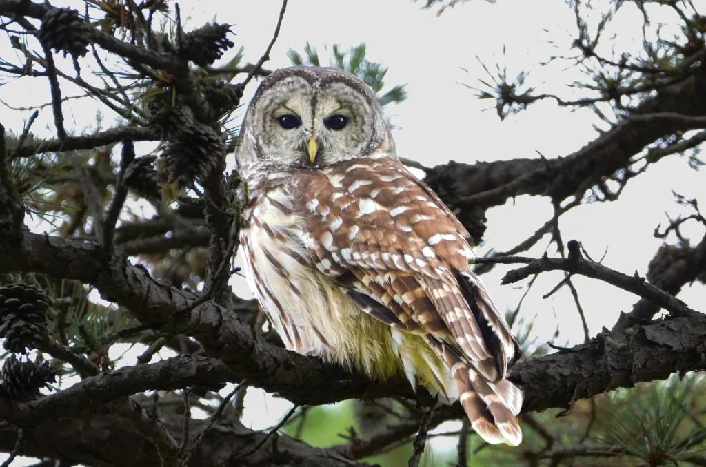 A barred owl is perched upon a tree branch