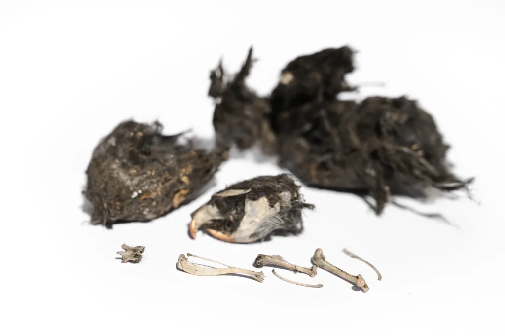 A broken apart owl pellet, showing the bones and fur of prey.