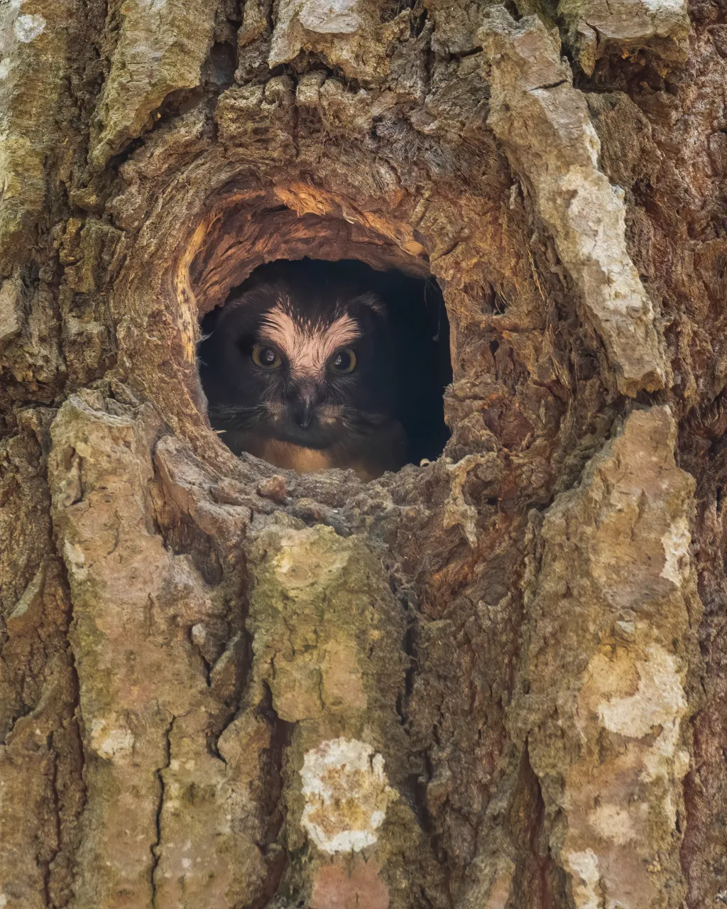 A Saw-whet owl chick in its nest