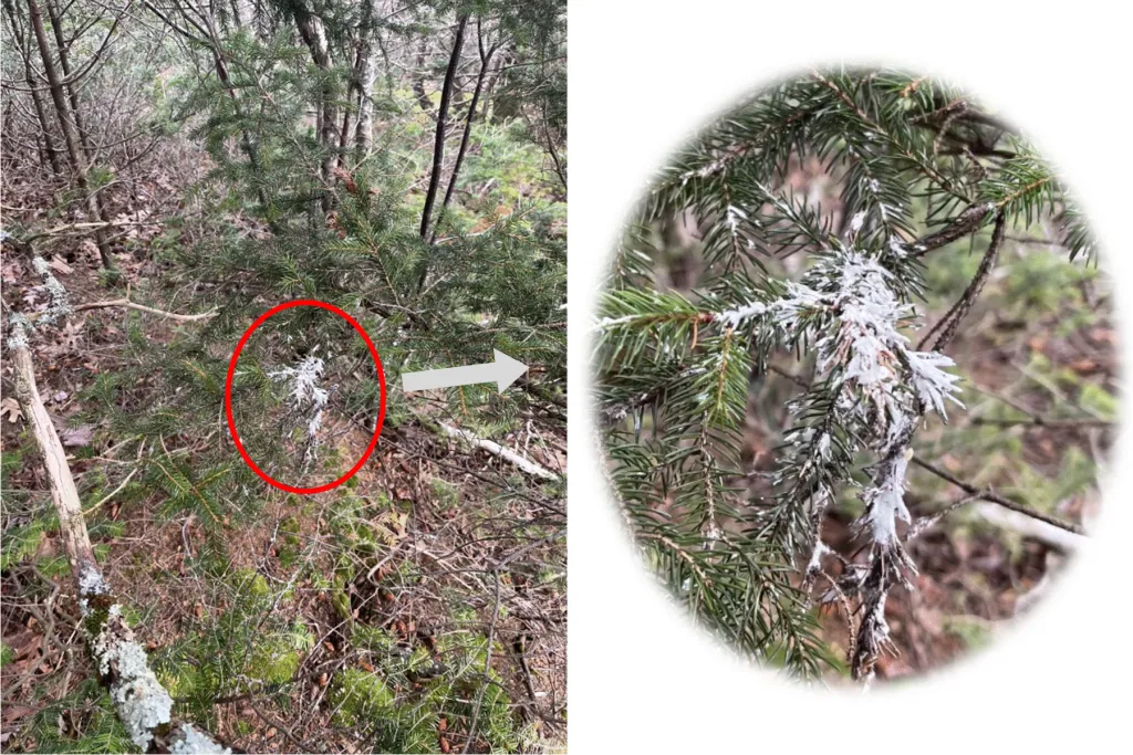 Whitewash on trees, a tell-tale sign of an owl roost.