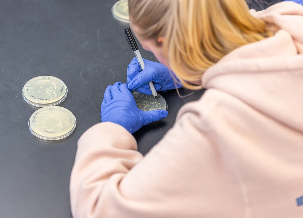A student wearing rubber gloves counts the bacterial colonies in their petri dish