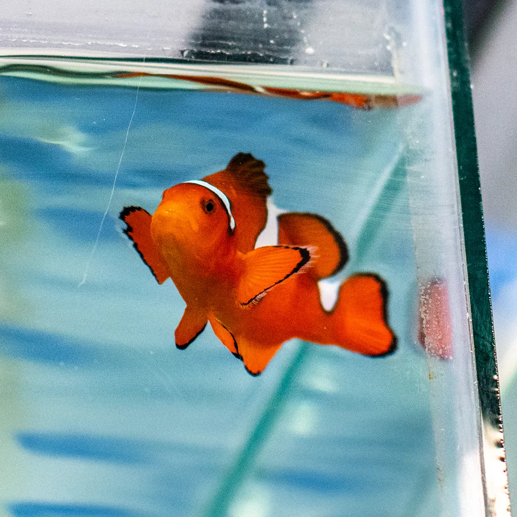 A bright orange clownfish with white stripes and black edging swimming in a small aquarium tank, photographed through glass showing the water line at the top.