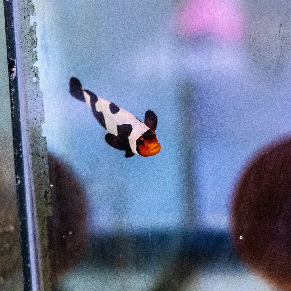 A white and black spotted Saddleback Clownfish with an orange head swimming in an aquarium tank, photographed through glass with reflections and blurred background elements visible.