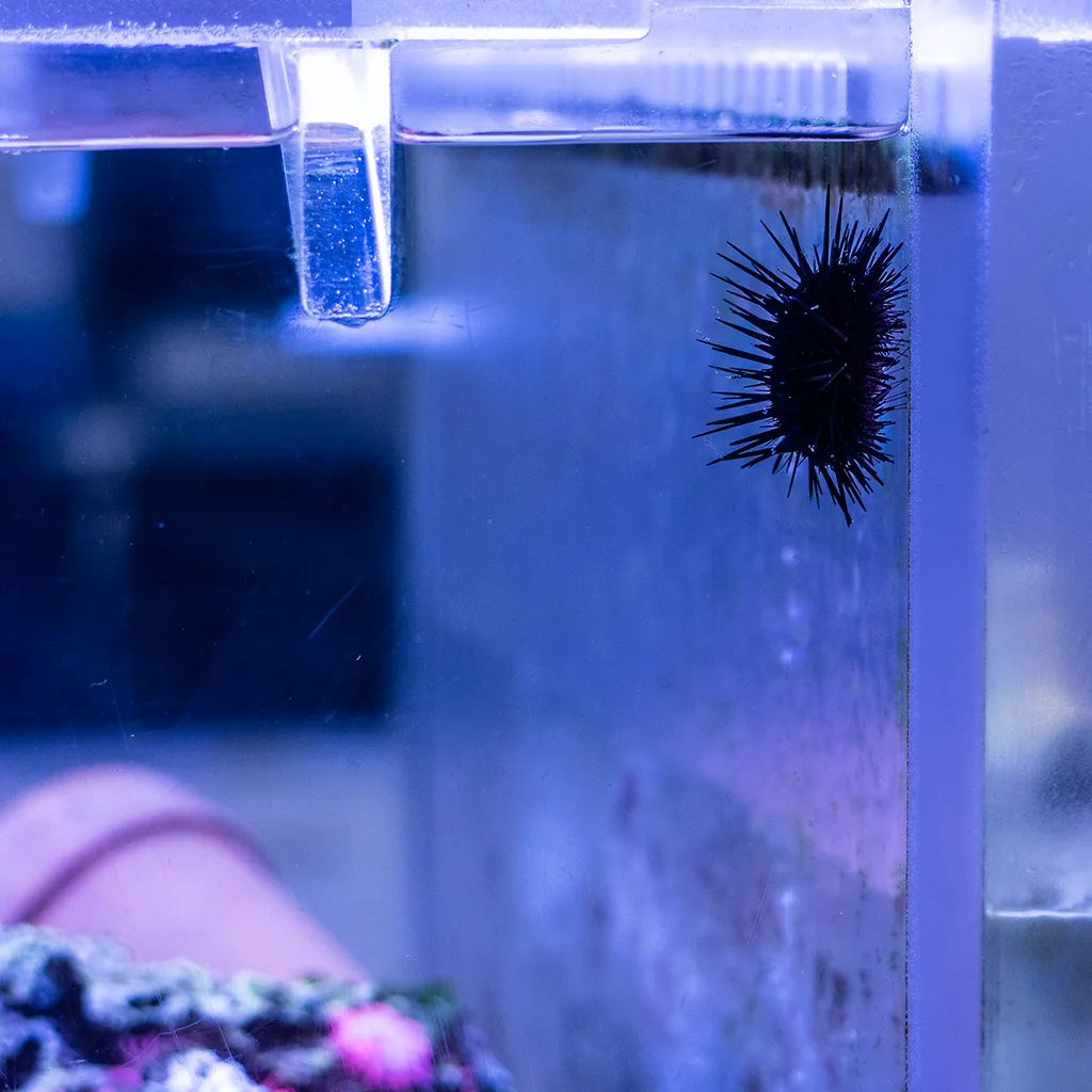 A black sea urchin with long, spiny needles attached to the glass wall of an aquarium tank lit with blue lighting, with a filter system visible at the top and pink coral visible in the background.