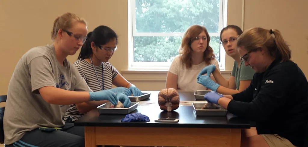 Heather Snook (center) looks on as Early College students in the Neuroscience program dissect sheep brains as part of a lab