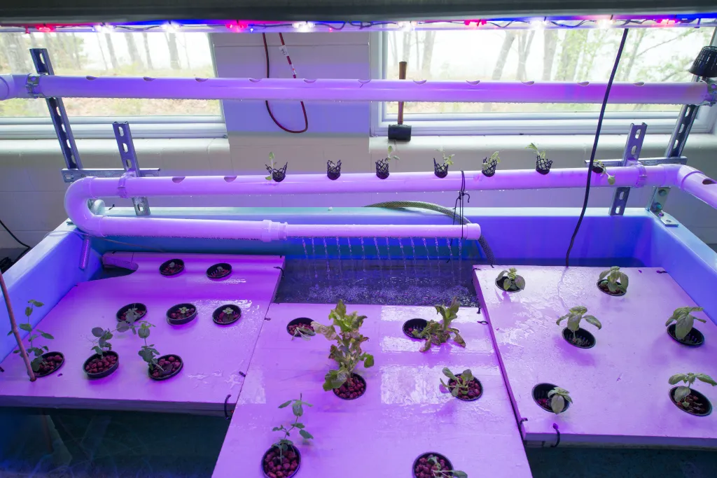 Eight different vegetables and herbs, started from seedlings here in the Aquaponics center, will be transferred to the living wa