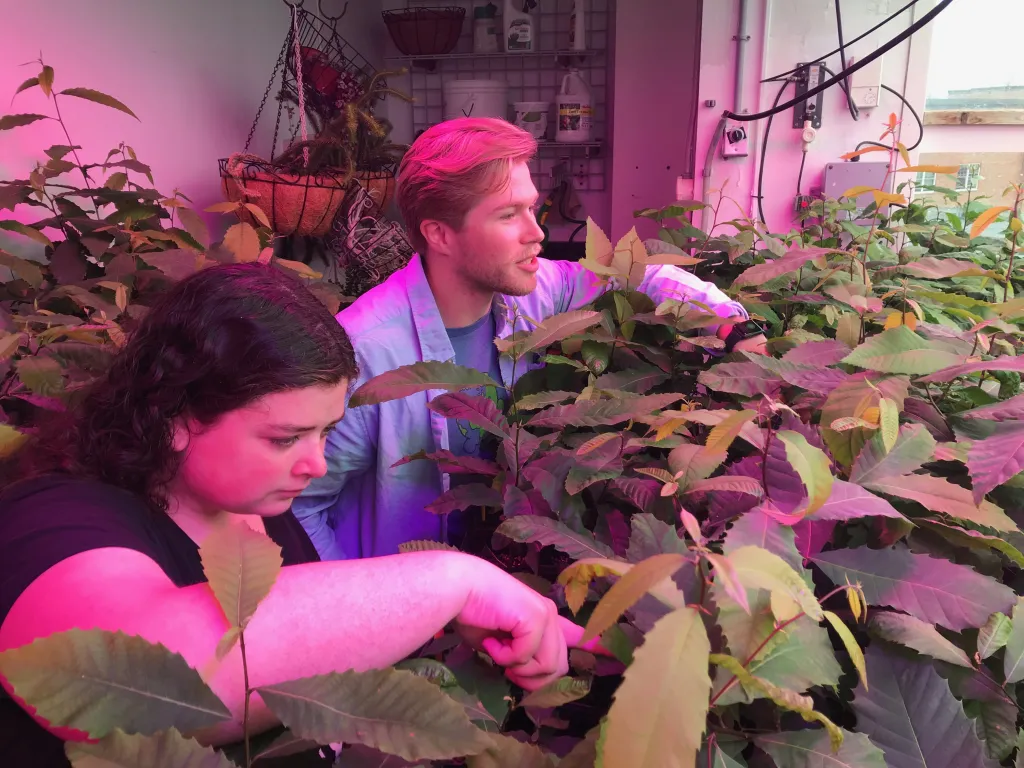 Students Jordan Paine and Thor Arnell tend to chestnut seedlings in the UNE greenhouse