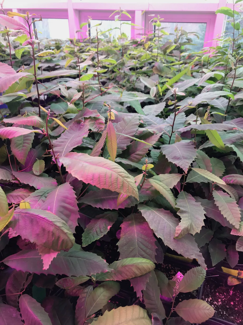 The 850 chestnut seedlings in the UNE greenhouse will soon be removed and planted outside