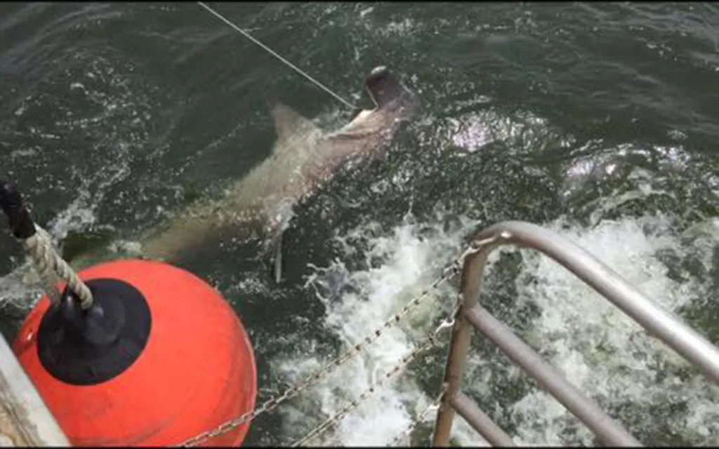 The students studied a hammerhead, a difficult shark to capture