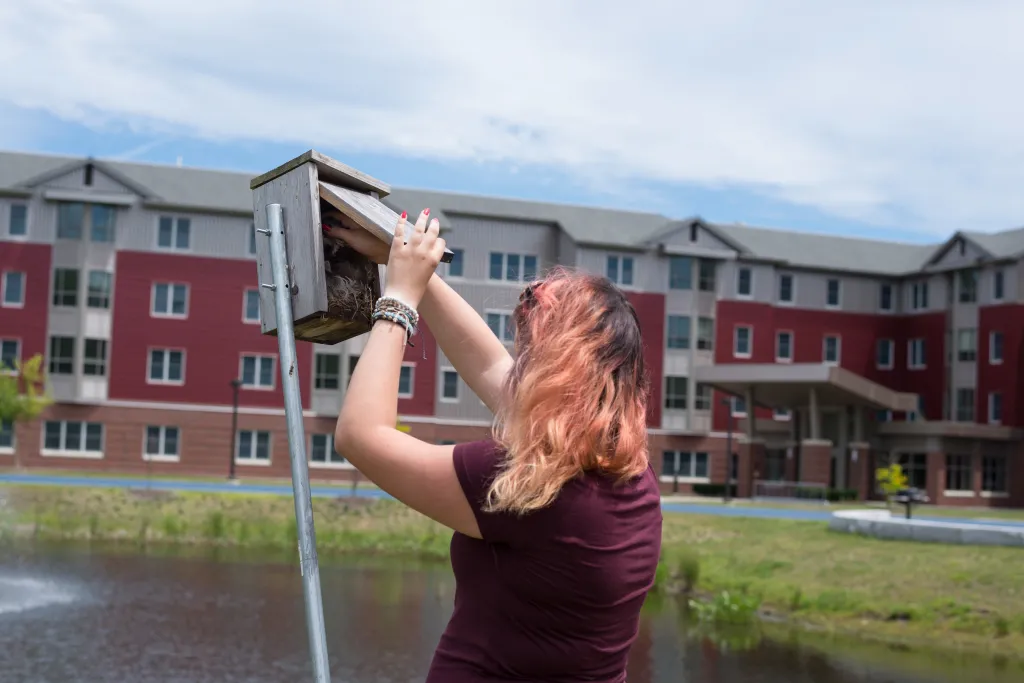 A student checks a bird nesting station on UNE grounds. The station is one of many on campus that are part of the Mosquito Contr