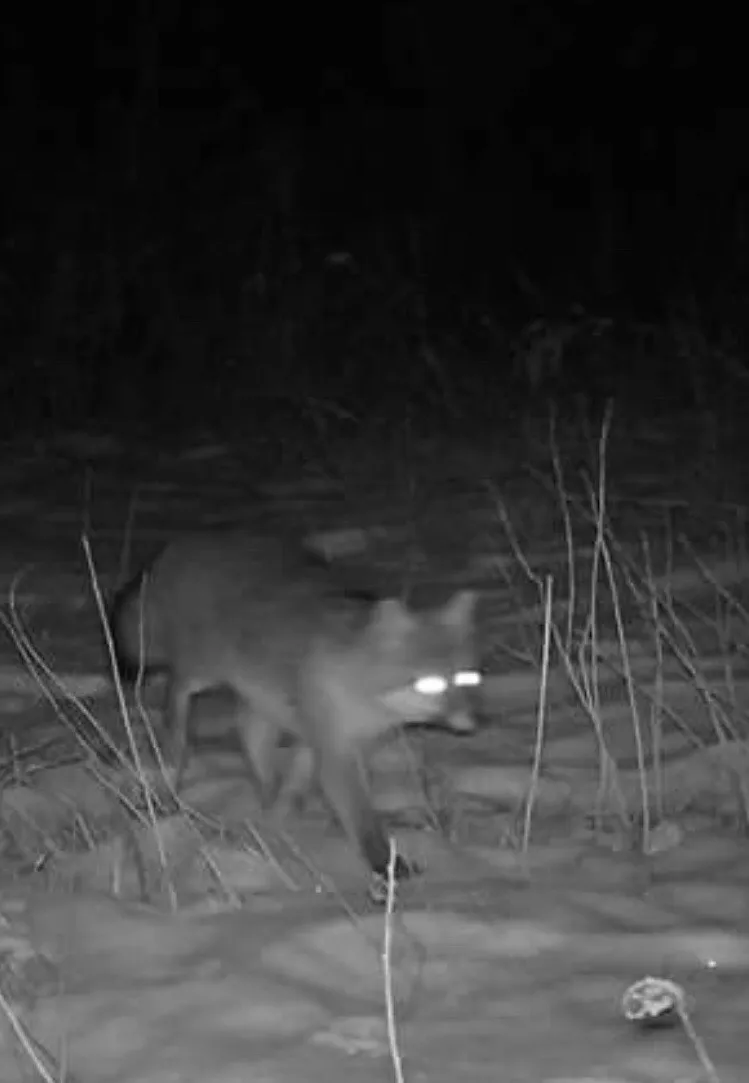 The cameras capture candid photos and video of wildlife in their natural habitat