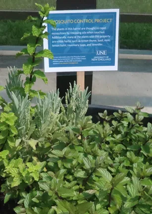 The sign describing mosquito control in a planter with mosquito-resistant plants