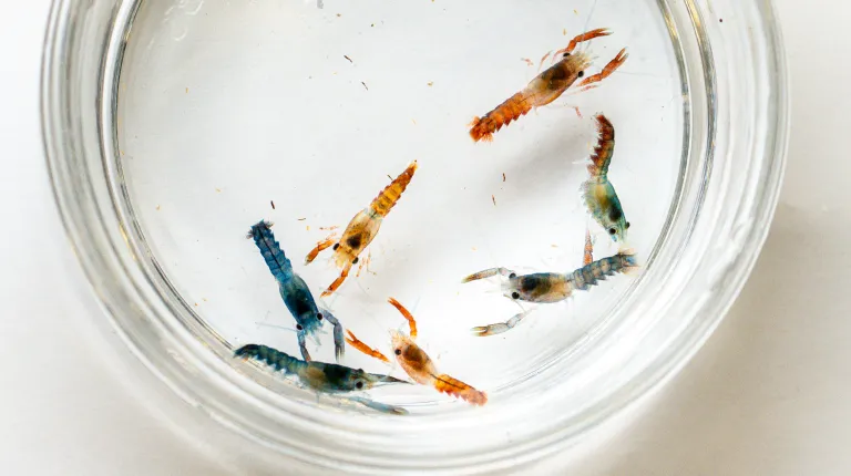 Several multicolored baby lobsters float in a petri dish. Photo by Markus Frederich.