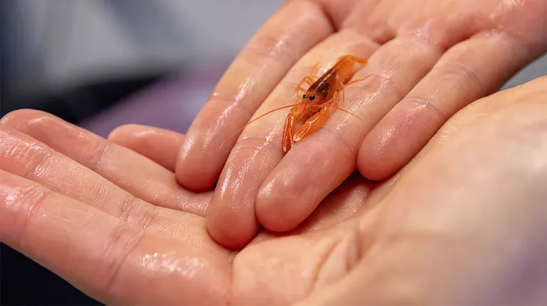 A lobster larvae held in two hands
