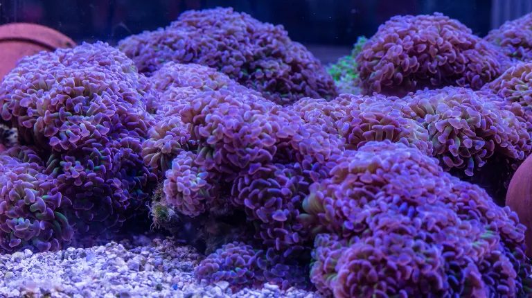 Multiple dome-shaped mushroom corals with short, bubble-like tentacles in shades of purple, pink, and brown, clustered together on a sandy substrate in a reef aquarium under blue lighting.