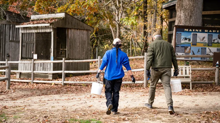 UNE senior cares for birds, mammals, and more in immersive internship with Maine Wildlife Park 