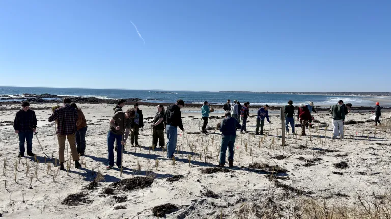 UNE students assist Biddeford conservation nonprofit in making local beaches more climate resilient     