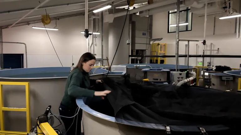 UNE students use innovation to enhance enclosures for happy eels