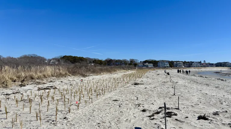 UNE students assist Biddeford conservation nonprofit in making local beaches more climate resilient     