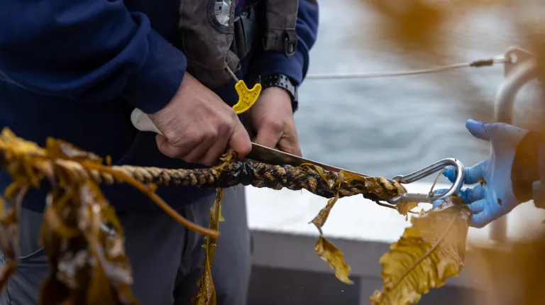 Rope lines are cut to harvest the kelp