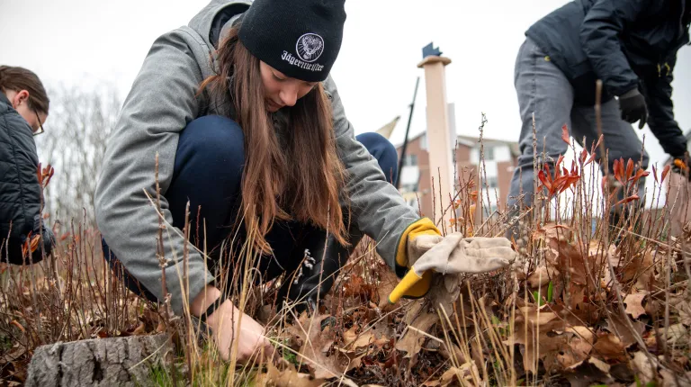 A student removes invasive plants from UNE's shoreline