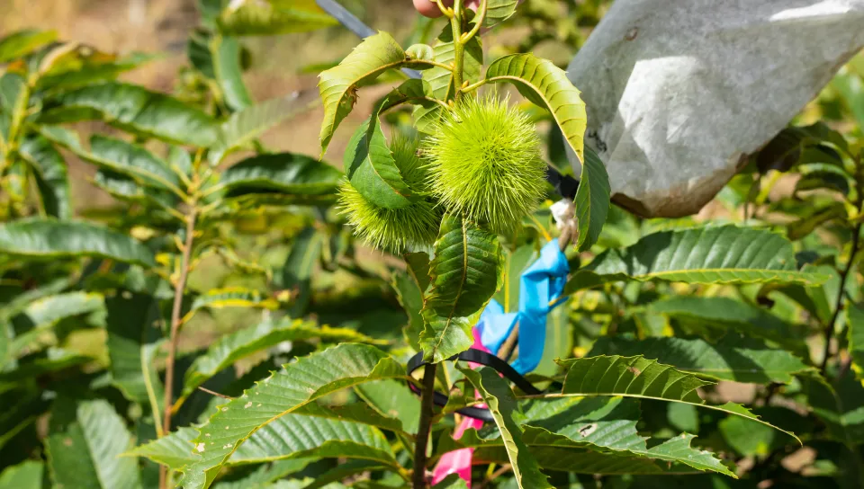 Maturing Darling 54 seeds are enclosed in burs 
