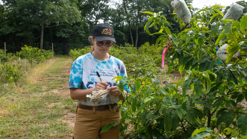 Virginia May working on American chestnut tree research.