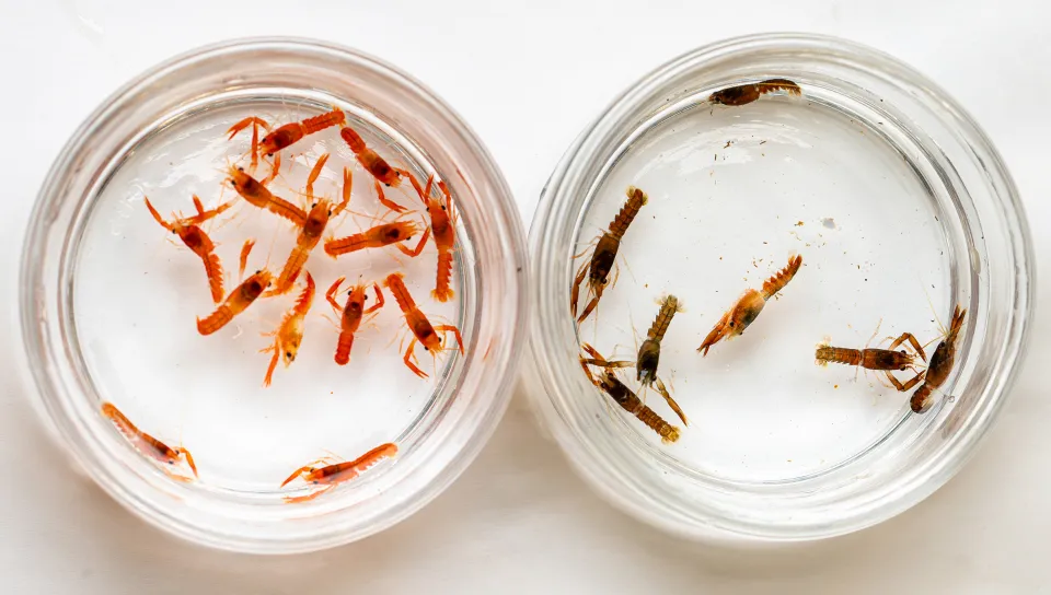 Orange and brown lobster larve in small round containers. Photo by Markus Frederich.