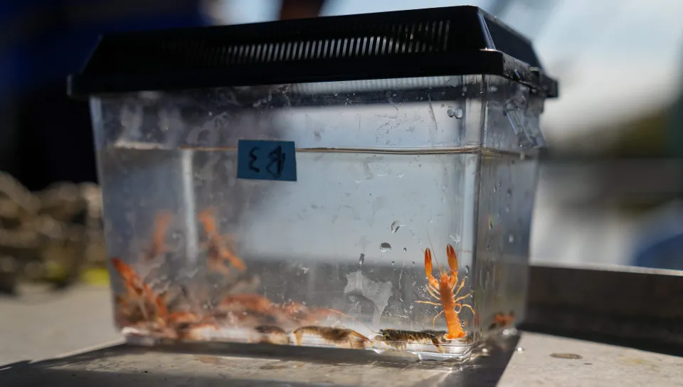Juvenile lobsters — half a rare orange color — in a tank aboard UNE's research boat