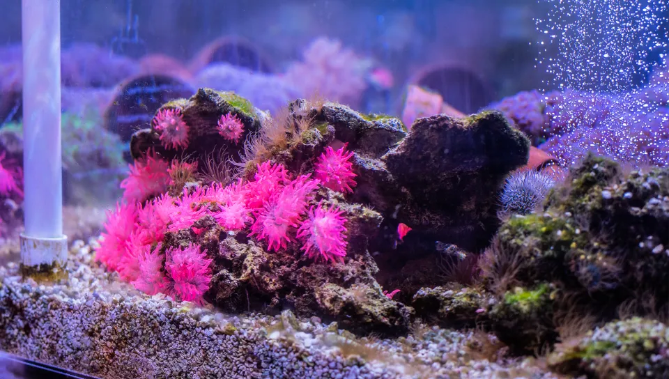 Vibrant pink anemones growing on dark rock formations in an aquarium, with substrate on the bottom and various other corals visible in the background.