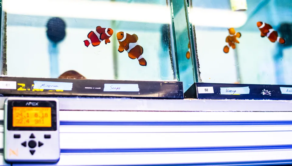 Multiple orange and white clownfish swimming in separate glass aquarium compartments with handwritten labels on black tape.