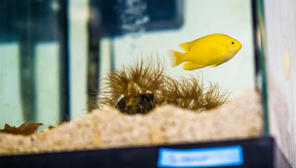 A bright yellow Angelfish swims above a sandy substrate with brown hair-like algae in a small aquarium tank, with blurred background visible through the glass.