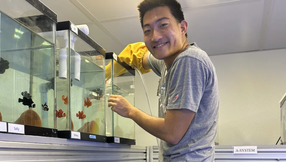 A student wearing yellow gloves maintains laboratory aquarium tanks containing clownfish and other marine specimens.