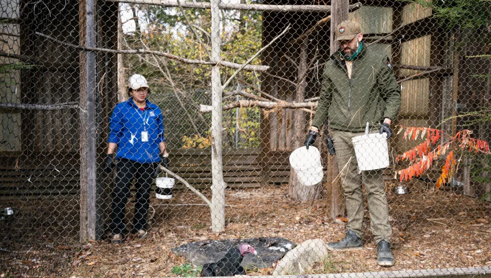 UNE senior cares for birds, mammals, and more in immersive internship with Maine Wildlife Park 