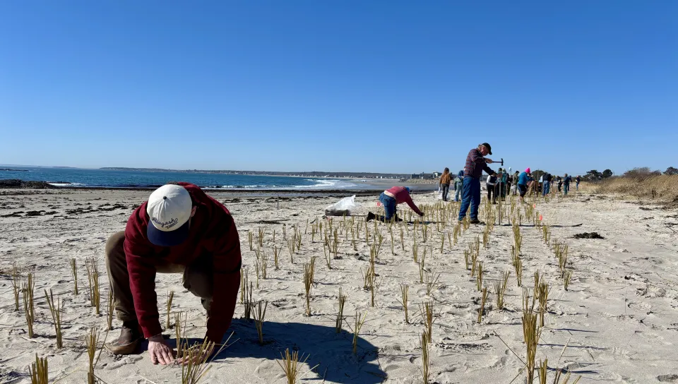 UNE students assist Biddeford conservation nonprofit in making local beaches more climate resilient     