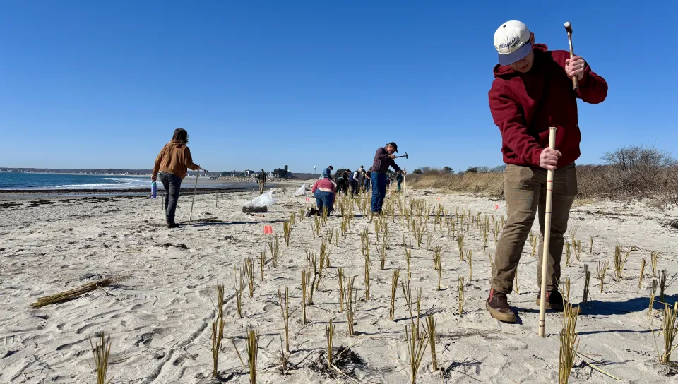 UNE students assist Biddeford conservation nonprofit in making local beaches more climate resilient     
