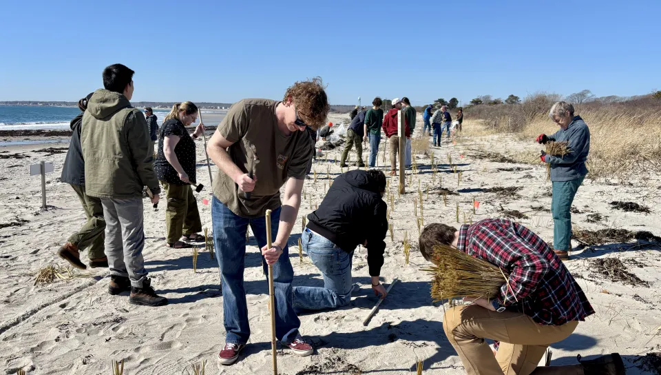UNE students assist Biddeford conservation nonprofit in making local beaches more climate resilient     