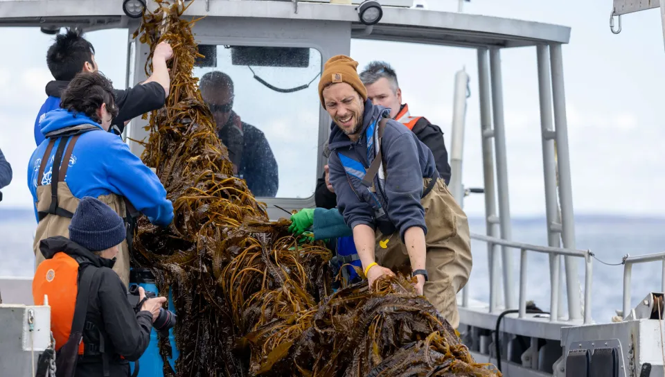 UNE's Matthew Duddy pulls kelp onto a UNE vessel