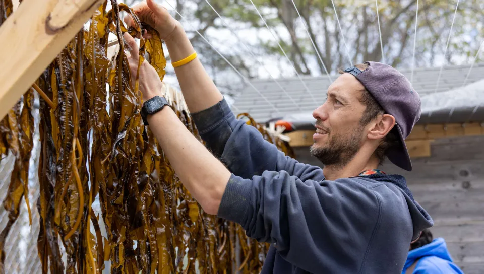 UNE's Matthew Duddy lays out kelp for drying