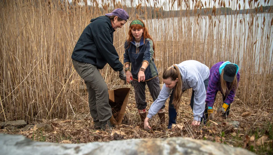 Students remove invasive plants from marshes on the Biddeford Campus