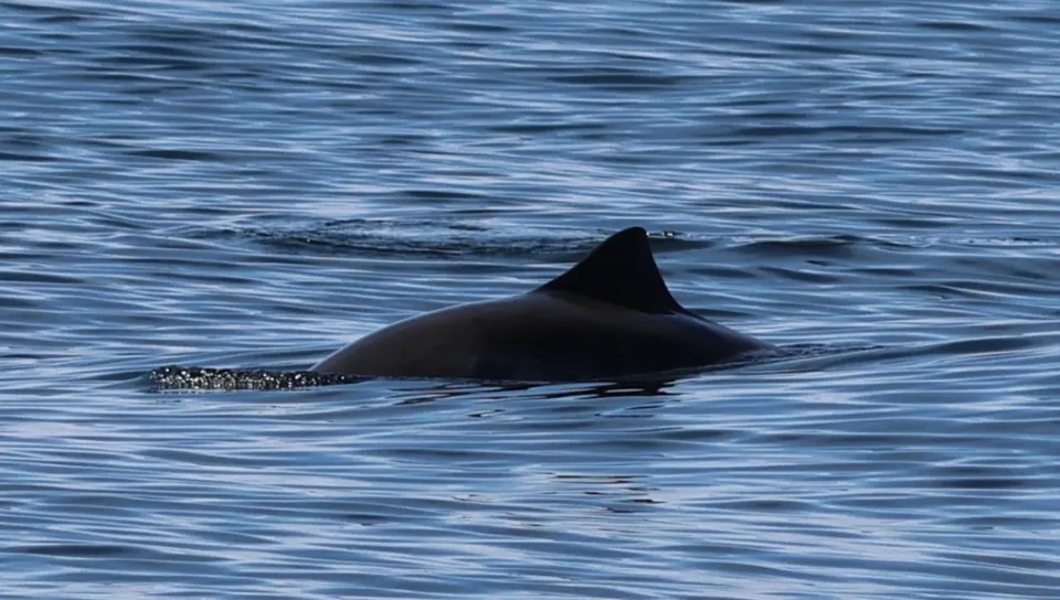 UNE researcher fills gap in Gulf of Maine harbor porpoise data
